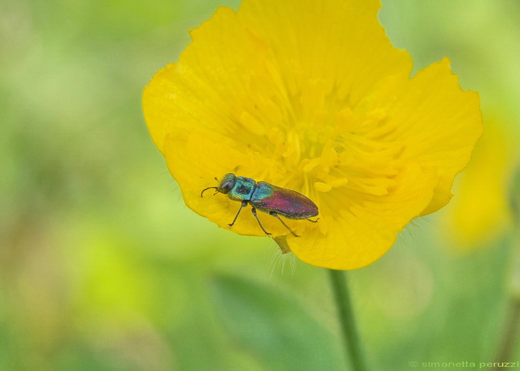 Un piccolo insetto colorato: Anthaxia salicis (Buprestidae)